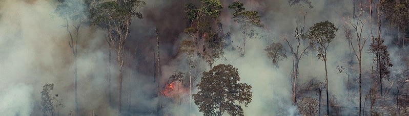 “Nuestros bosques se nos mueren”